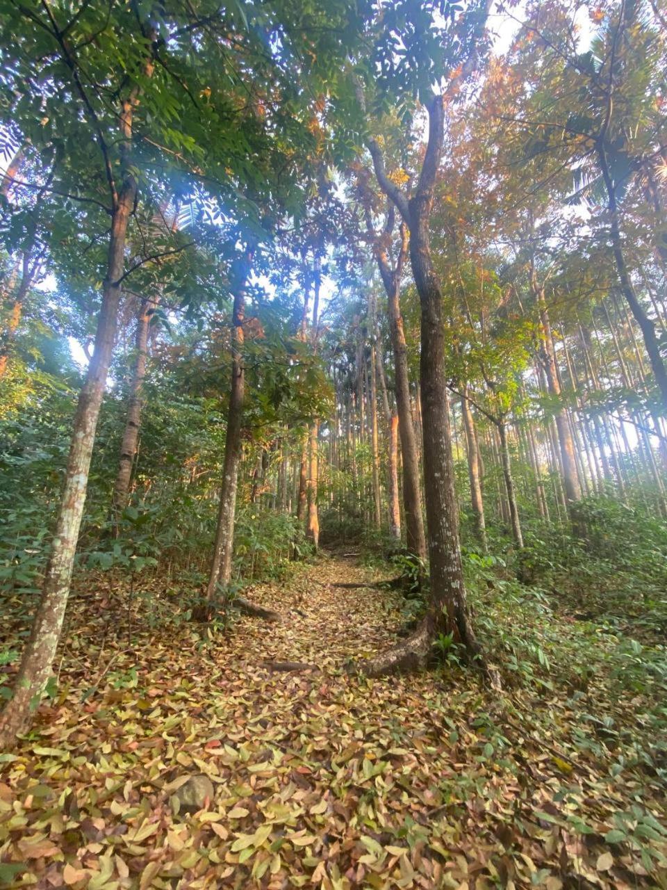 Momarco Forest Cove Tanay Eksteriør billede